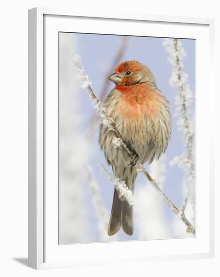 Male house finch on hoarfrost-covered tree in winter-Scott T^ Smith-Framed Photographic Print