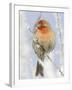 Male house finch on hoarfrost-covered tree in winter-Scott T^ Smith-Framed Photographic Print