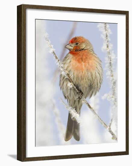 Male house finch on hoarfrost-covered tree in winter-Scott T^ Smith-Framed Photographic Print