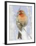 Male house finch on hoarfrost-covered tree in winter-Scott T^ Smith-Framed Photographic Print