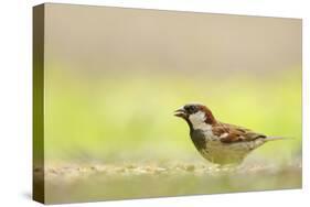 Male House Sparrow (Passer Domesticus) Feeding on the Ground, Perthshire, Scotland, UK, July-Fergus Gill-Stretched Canvas