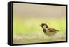 Male House Sparrow (Passer Domesticus) Feeding on the Ground, Perthshire, Scotland, UK, July-Fergus Gill-Framed Stretched Canvas