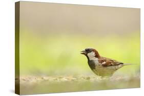 Male House Sparrow (Passer Domesticus) Feeding on the Ground, Perthshire, Scotland, UK, July-Fergus Gill-Stretched Canvas