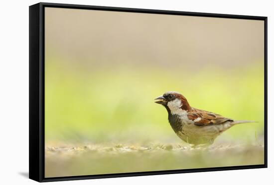 Male House Sparrow (Passer Domesticus) Feeding on the Ground, Perthshire, Scotland, UK, July-Fergus Gill-Framed Stretched Canvas