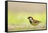 Male House Sparrow (Passer Domesticus) Feeding on the Ground, Perthshire, Scotland, UK, July-Fergus Gill-Framed Stretched Canvas