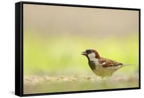 Male House Sparrow (Passer Domesticus) Feeding on the Ground, Perthshire, Scotland, UK, July-Fergus Gill-Framed Stretched Canvas