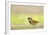 Male House Sparrow (Passer Domesticus) Feeding on the Ground, Perthshire, Scotland, UK, July-Fergus Gill-Framed Photographic Print