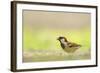 Male House Sparrow (Passer Domesticus) Feeding on the Ground, Perthshire, Scotland, UK, July-Fergus Gill-Framed Photographic Print