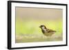 Male House Sparrow (Passer Domesticus) Feeding on the Ground, Perthshire, Scotland, UK, July-Fergus Gill-Framed Photographic Print