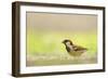 Male House Sparrow (Passer Domesticus) Feeding on the Ground, Perthshire, Scotland, UK, July-Fergus Gill-Framed Photographic Print