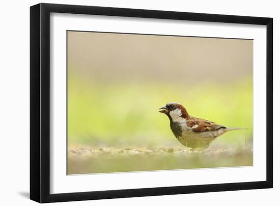 Male House Sparrow (Passer Domesticus) Feeding on the Ground, Perthshire, Scotland, UK, July-Fergus Gill-Framed Photographic Print
