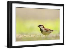 Male House Sparrow (Passer Domesticus) Feeding on the Ground, Perthshire, Scotland, UK, July-Fergus Gill-Framed Photographic Print