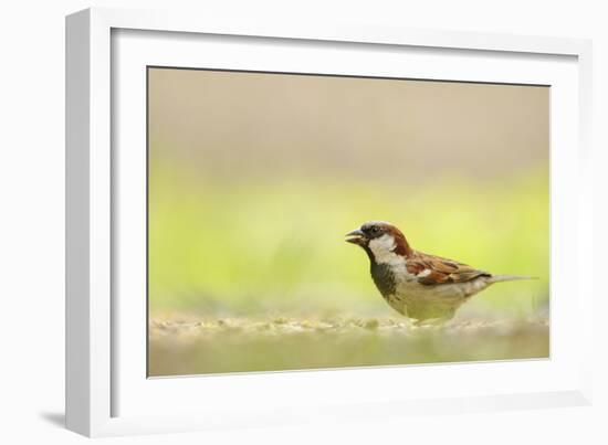 Male House Sparrow (Passer Domesticus) Feeding on the Ground, Perthshire, Scotland, UK, July-Fergus Gill-Framed Photographic Print