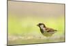 Male House Sparrow (Passer Domesticus) Feeding on the Ground, Perthshire, Scotland, UK, July-Fergus Gill-Mounted Photographic Print