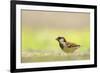 Male House Sparrow (Passer Domesticus) Feeding on the Ground, Perthshire, Scotland, UK, July-Fergus Gill-Framed Photographic Print