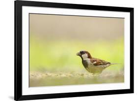 Male House Sparrow (Passer Domesticus) Feeding on the Ground, Perthshire, Scotland, UK, July-Fergus Gill-Framed Photographic Print