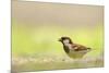 Male House Sparrow (Passer Domesticus) Feeding on the Ground, Perthshire, Scotland, UK, July-Fergus Gill-Mounted Photographic Print