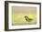 Male House Sparrow (Passer Domesticus) Feeding on the Ground, Perthshire, Scotland, UK, July-Fergus Gill-Framed Photographic Print