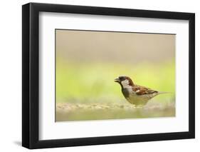 Male House Sparrow (Passer Domesticus) Feeding on the Ground, Perthshire, Scotland, UK, July-Fergus Gill-Framed Photographic Print