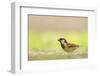 Male House Sparrow (Passer Domesticus) Feeding on the Ground, Perthshire, Scotland, UK, July-Fergus Gill-Framed Photographic Print