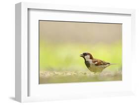 Male House Sparrow (Passer Domesticus) Feeding on the Ground, Perthshire, Scotland, UK, July-Fergus Gill-Framed Photographic Print