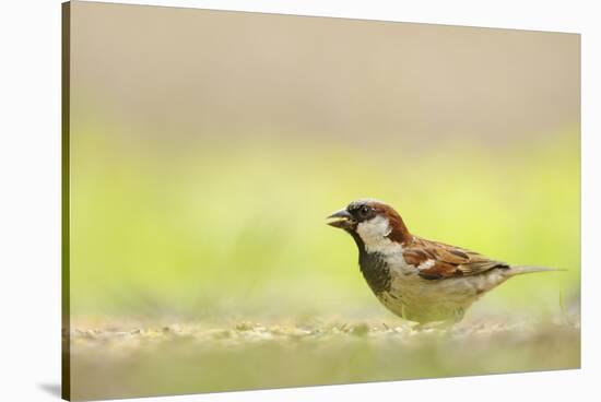 Male House Sparrow (Passer Domesticus) Feeding on the Ground, Perthshire, Scotland, UK, July-Fergus Gill-Stretched Canvas