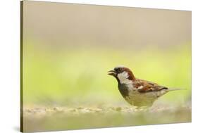 Male House Sparrow (Passer Domesticus) Feeding on the Ground, Perthshire, Scotland, UK, July-Fergus Gill-Stretched Canvas