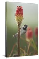 Male House Sparrow Perched on a Red Hot Poker Stalk, Pembrokeshire Coast Np, Wales, UK-Mark Hamblin-Stretched Canvas