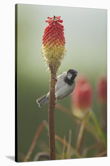 Male House Sparrow Perched on a Red Hot Poker Stalk, Pembrokeshire Coast Np, Wales, UK-Mark Hamblin-Stretched Canvas