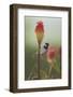 Male House Sparrow Perched on a Red Hot Poker Stalk, Pembrokeshire Coast Np, Wales, UK-Mark Hamblin-Framed Photographic Print