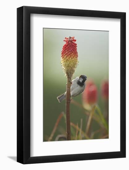 Male House Sparrow Perched on a Red Hot Poker Stalk, Pembrokeshire Coast Np, Wales, UK-Mark Hamblin-Framed Photographic Print