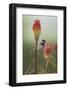 Male House Sparrow Perched on a Red Hot Poker Stalk, Pembrokeshire Coast Np, Wales, UK-Mark Hamblin-Framed Photographic Print