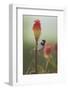 Male House Sparrow Perched on a Red Hot Poker Stalk, Pembrokeshire Coast Np, Wales, UK-Mark Hamblin-Framed Photographic Print