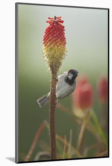 Male House Sparrow Perched on a Red Hot Poker Stalk, Pembrokeshire Coast Np, Wales, UK-Mark Hamblin-Mounted Photographic Print