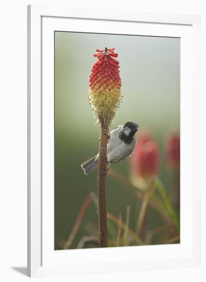 Male House Sparrow Perched on a Red Hot Poker Stalk, Pembrokeshire Coast Np, Wales, UK-Mark Hamblin-Framed Photographic Print