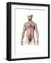 Male Human Circulatory System, Upper Body-null-Framed Art Print