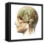 Male Human Head with Skull and Artificial Electronic Circuit Brain-null-Framed Stretched Canvas