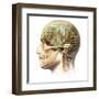 Male Human Head with Skull and Artificial Electronic Circuit Brain-null-Framed Art Print