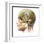 Male Human Head with Skull and Artificial Electronic Circuit Brain-null-Framed Art Print