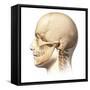 Male Human Head with Skull in Ghost Effect, Side View-null-Framed Stretched Canvas