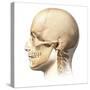 Male Human Head with Skull in Ghost Effect, Side View-null-Stretched Canvas