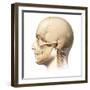 Male Human Head with Skull in Ghost Effect, Side View-null-Framed Art Print