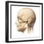 Male Human Head with Skull in Ghost Effect, Side View-null-Framed Art Print