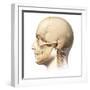 Male Human Head with Skull in Ghost Effect, Side View-null-Framed Art Print