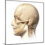 Male Human Head with Skull in Ghost Effect, Side View-null-Mounted Art Print