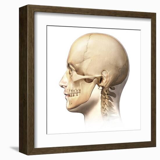 Male Human Head with Skull in Ghost Effect, Side View-null-Framed Art Print