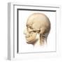 Male Human Head with Skull in Ghost Effect, Side View-null-Framed Art Print