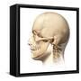 Male Human Head with Skull in Ghost Effect, Side View-null-Framed Stretched Canvas