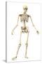 Male Human Skeleton in Dynamic Posture, Front View-null-Stretched Canvas