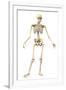 Male Human Skeleton in Dynamic Posture, Front View-null-Framed Art Print